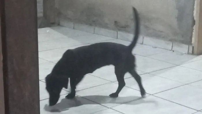 Cachorro raça SRD-ViraLata idade 1 ano nome Zu