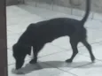 Zu