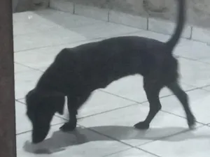 Cachorro raça SRD-ViraLata idade 1 ano nome Zu