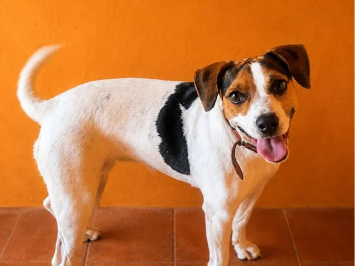 Cachorro raça SRD-ViraLata idade 2 anos nome amora 
