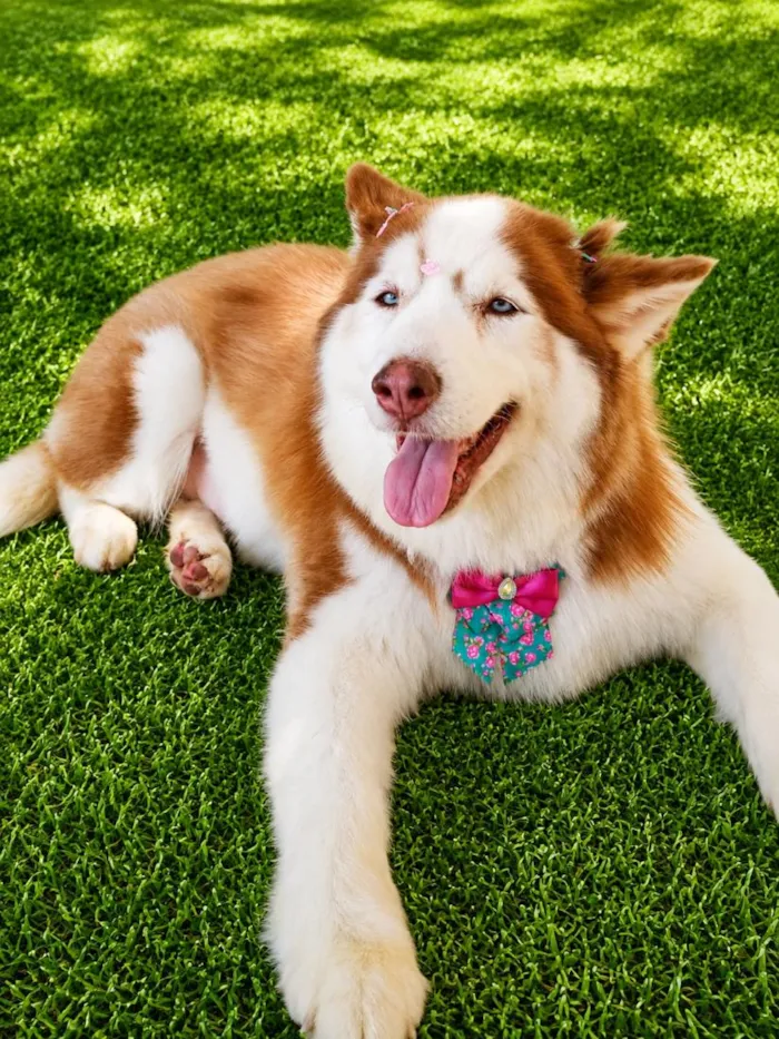 Cachorro raça SRD-ViraLata idade 2 anos nome Sofia