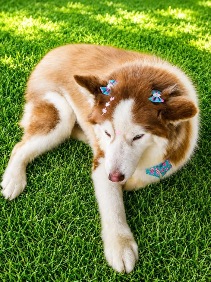 Cachorro raça SRD-ViraLata idade 2 anos nome Sofia