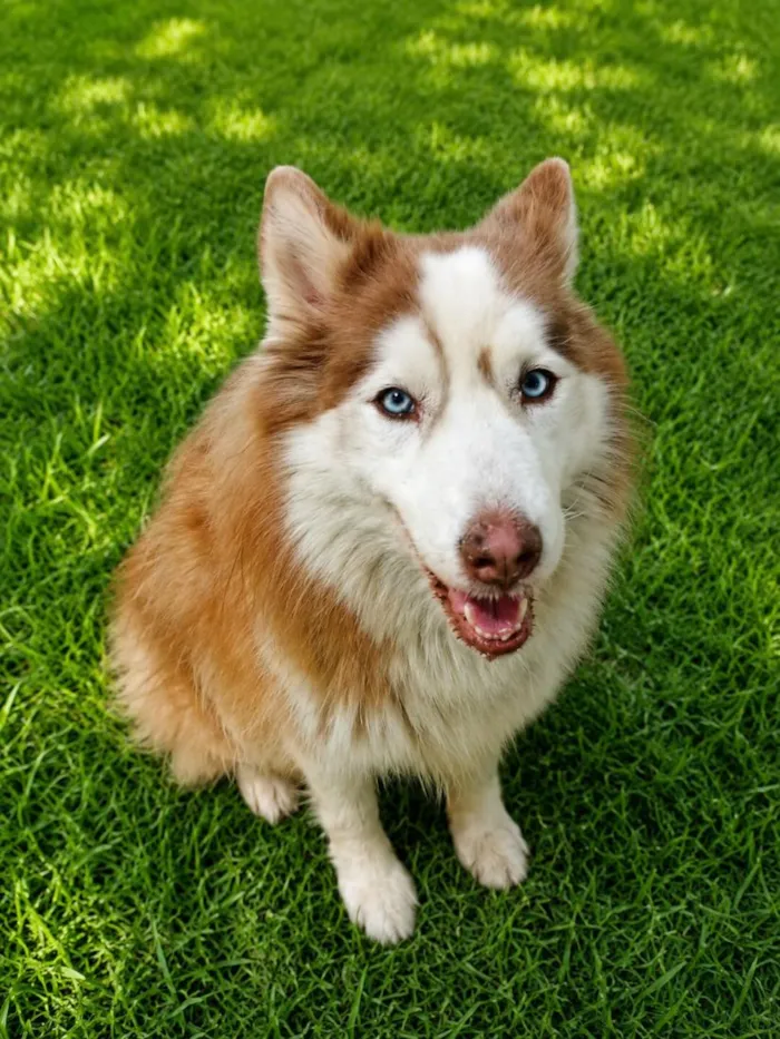 Cachorro raça SRD-ViraLata idade 2 anos nome Sofia