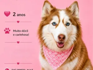 Cachorro raça SRD-ViraLata idade 2 anos nome Sofia
