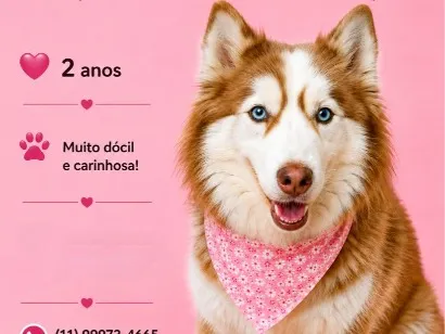 Cachorro raça SRD-ViraLata idade 2 anos nome Sofia