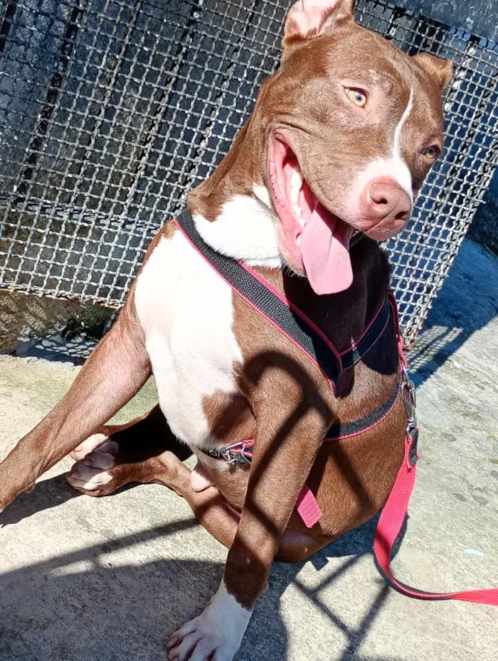 Cachorro raça Pit-Bull idade 7 a 11 meses nome logan