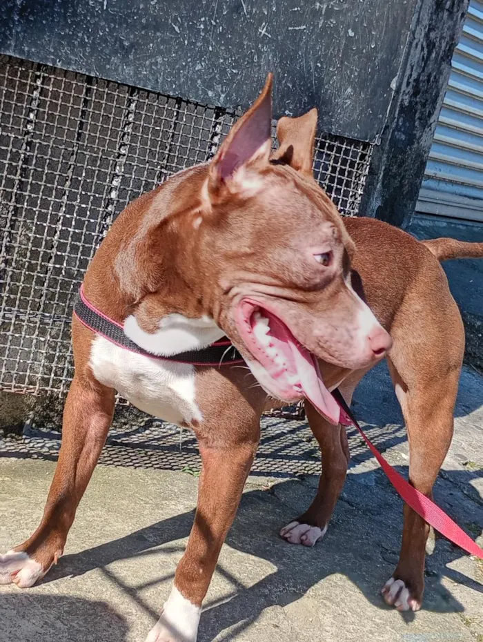 Cachorro raça Pit-Bull idade 7 a 11 meses nome logan