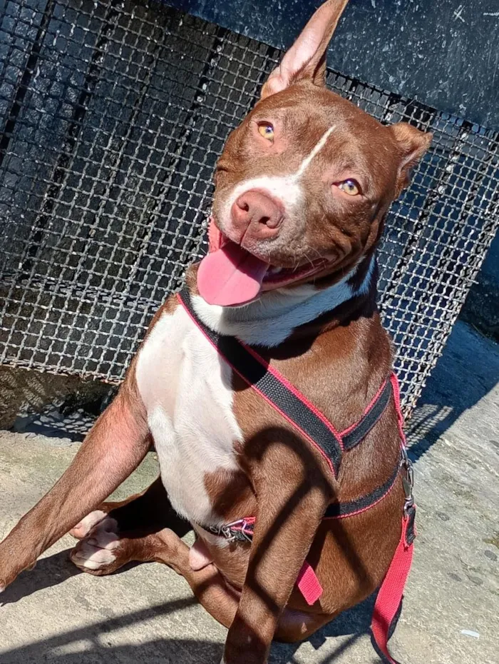 Cachorro raça Pit-Bull idade 7 a 11 meses nome logan