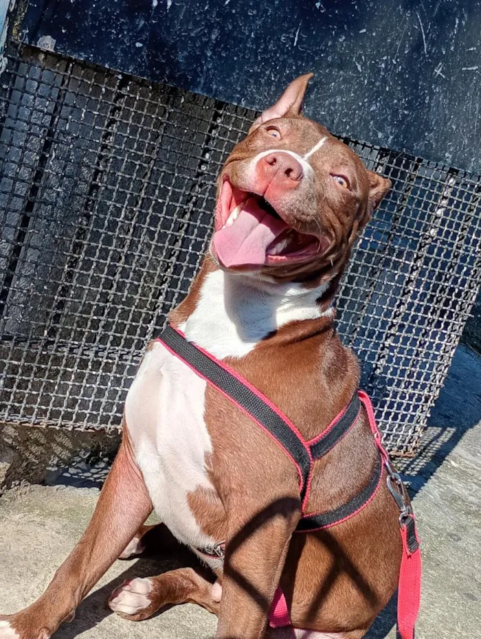 Cachorro raça Pit-Bull idade 7 a 11 meses nome logan