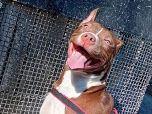 Cachorro raça Pit-Bull idade 7 a 11 meses nome logan
