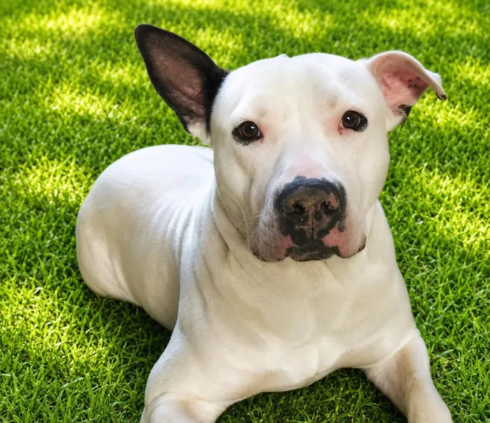 Cachorro raça SRD-ViraLata idade 7 a 11 meses nome Rikinho