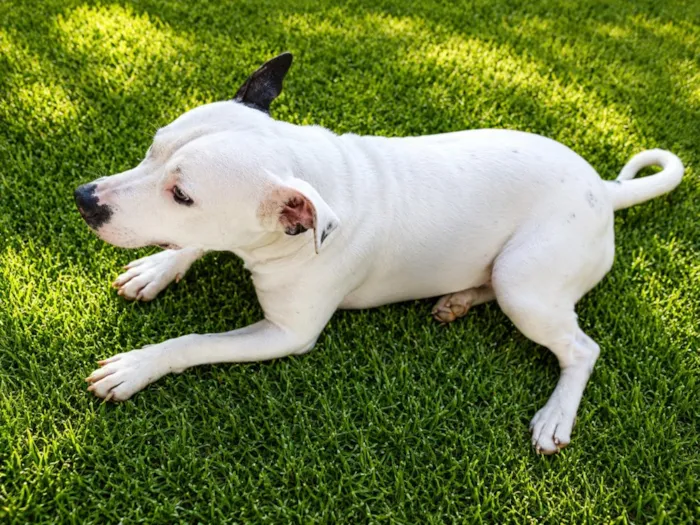 Cachorro raça SRD-ViraLata idade 7 a 11 meses nome Rikinho