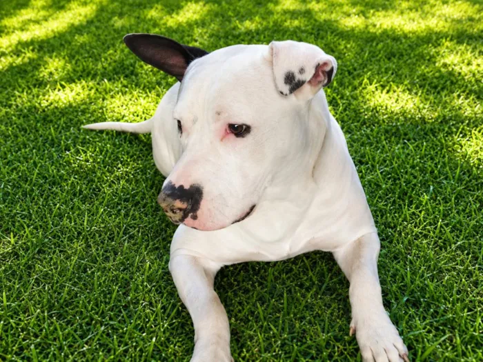 Cachorro raça SRD-ViraLata idade 7 a 11 meses nome Rikinho