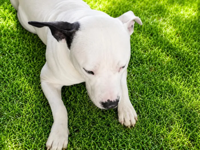 Cachorro raça SRD-ViraLata idade 7 a 11 meses nome Rikinho