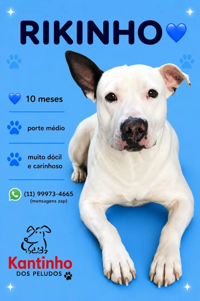Cachorro raça SRD-ViraLata idade 7 a 11 meses nome Rikinho