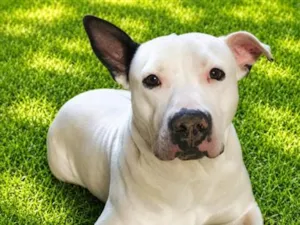 Cachorro raça SRD-ViraLata idade 7 a 11 meses nome Rikinho