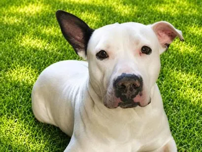 Cachorro raça SRD-ViraLata idade 7 a 11 meses nome Rikinho