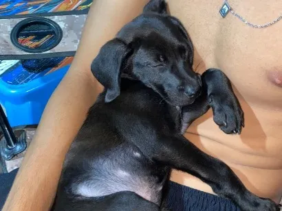 Cachorro raça SRD-ViraLata idade 2 a 6 meses nome Zand 