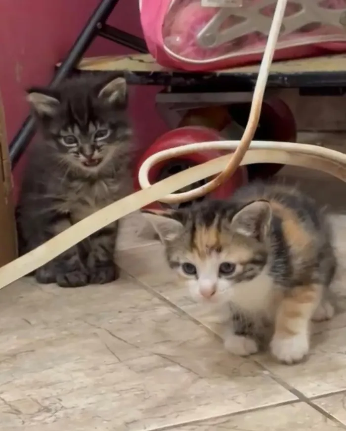 Gato raça SRD-ViraLata idade 2 a 6 meses nome Sem Nome
