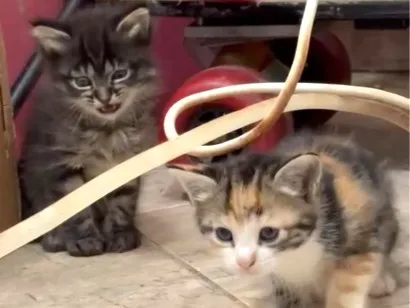Gato raça SRD-ViraLata idade 2 a 6 meses nome Sem Nome