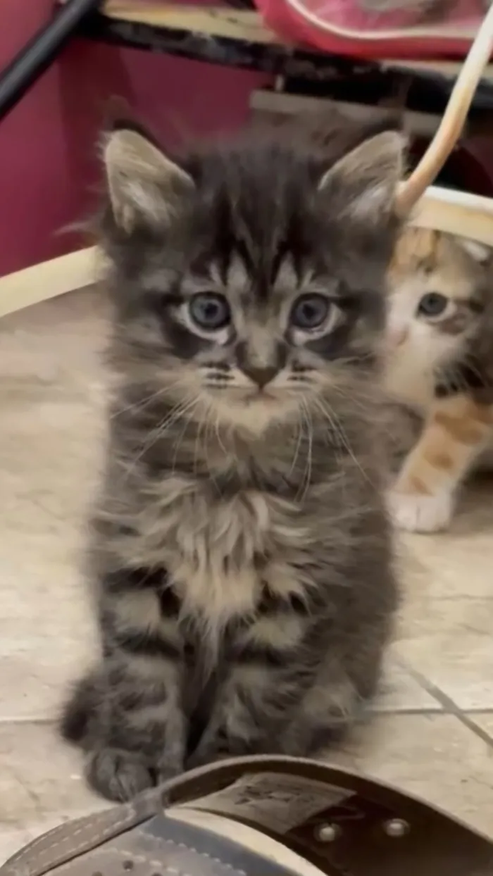 Gato raça SRD-ViraLata idade 2 a 6 meses nome Sem Nome