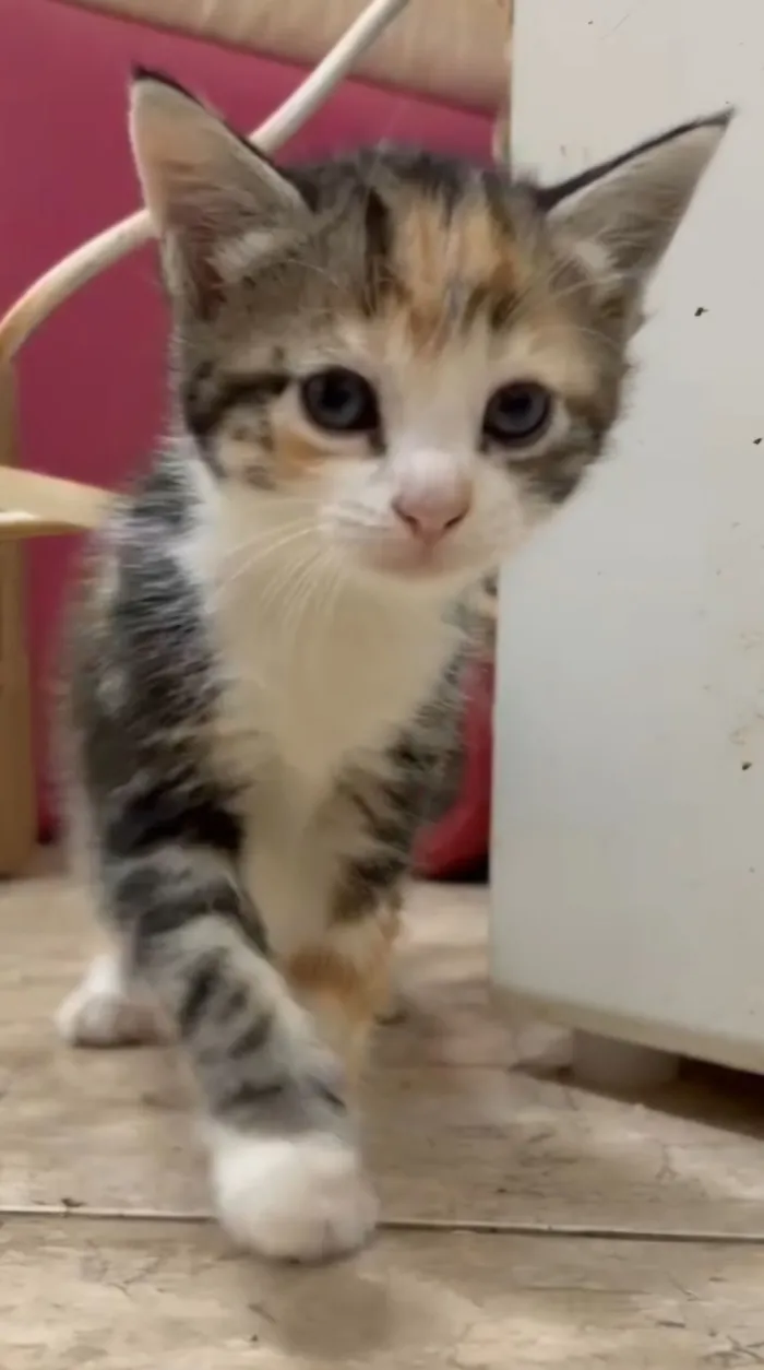 Gato raça SRD-ViraLata idade 2 a 6 meses nome Sem Nome