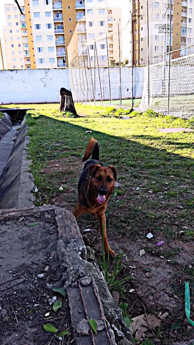 Cachorro raça Pastor Alemão idade 1 ano nome Thor