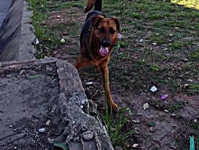 Cachorro raça Pastor Alemão idade 1 ano nome Thor