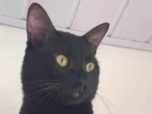 Gato raça SRD-ViraLata idade 1 ano nome Shoyu