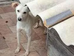 Cachorro raça SRD-ViraLata idade 2 a 6 meses nome boby