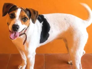 Cachorro raça SRD-ViraLata idade 2 anos nome amora 