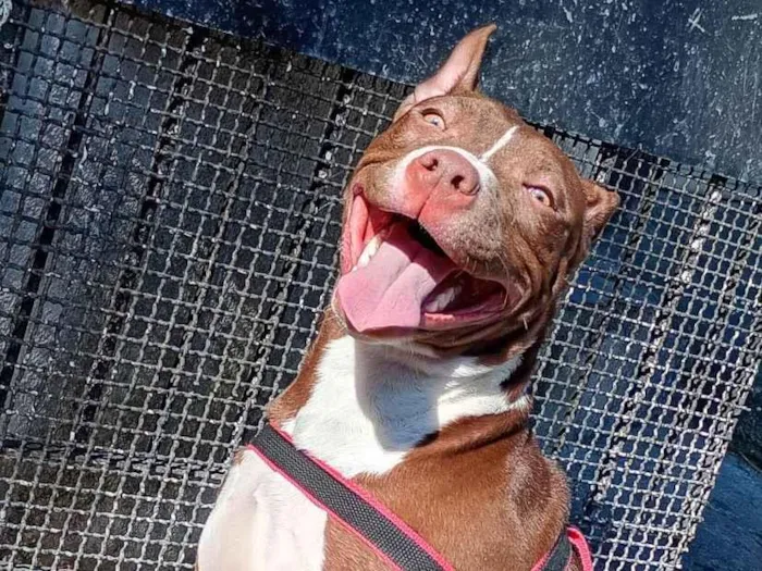 Cachorro raça Pit-Bull idade 7 a 11 meses nome logan