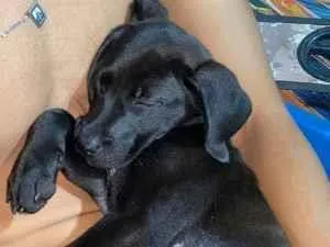 Cachorro raça SRD-ViraLata idade 2 a 6 meses nome Zand 