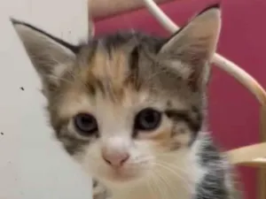 Gato raça SRD-ViraLata idade 2 a 6 meses nome Sem Nome