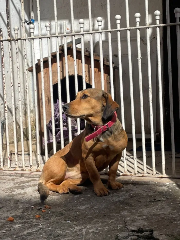 Cachorro raça SRD-ViraLata idade 1 ano nome Julie