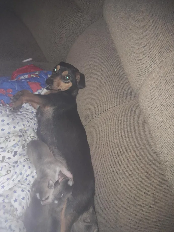 Cachorro raça SRD-ViraLata idade 3 anos nome Lady 