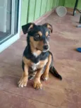 Lady 
