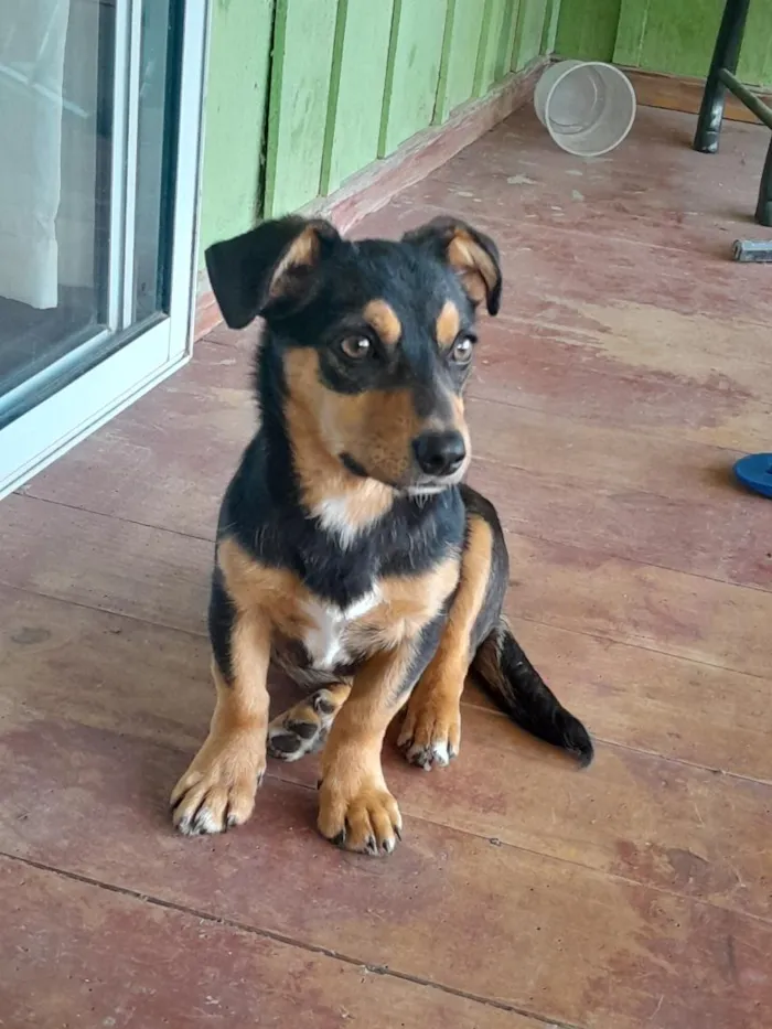 Cachorro raça SRD-ViraLata idade 3 anos nome Lady 