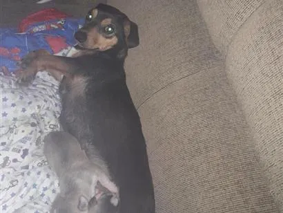 Cachorro raça SRD-ViraLata idade 3 anos nome Lady 