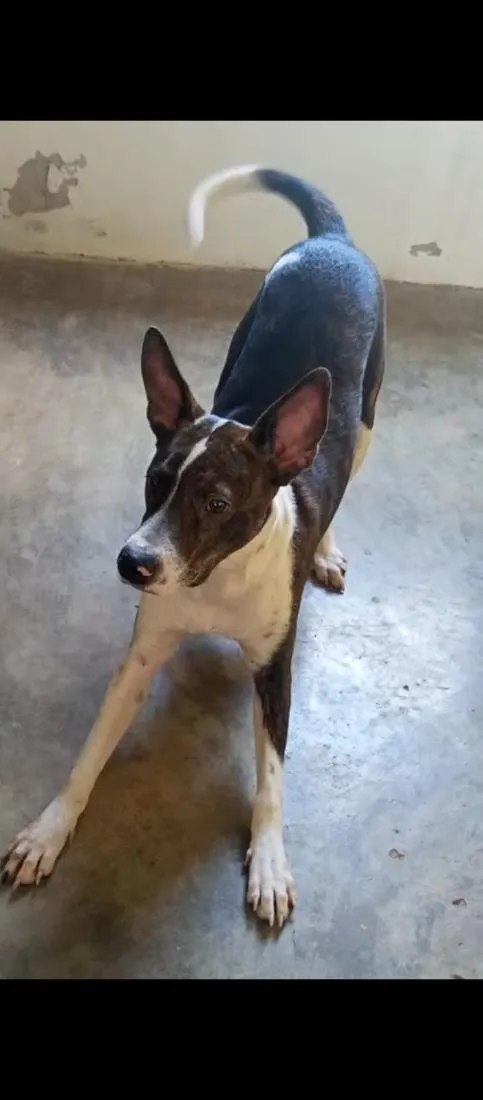 Cachorro raça SRD-ViraLata idade 1 ano nome Lael