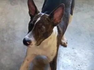 Cachorro raça SRD-ViraLata idade 1 ano nome Lael