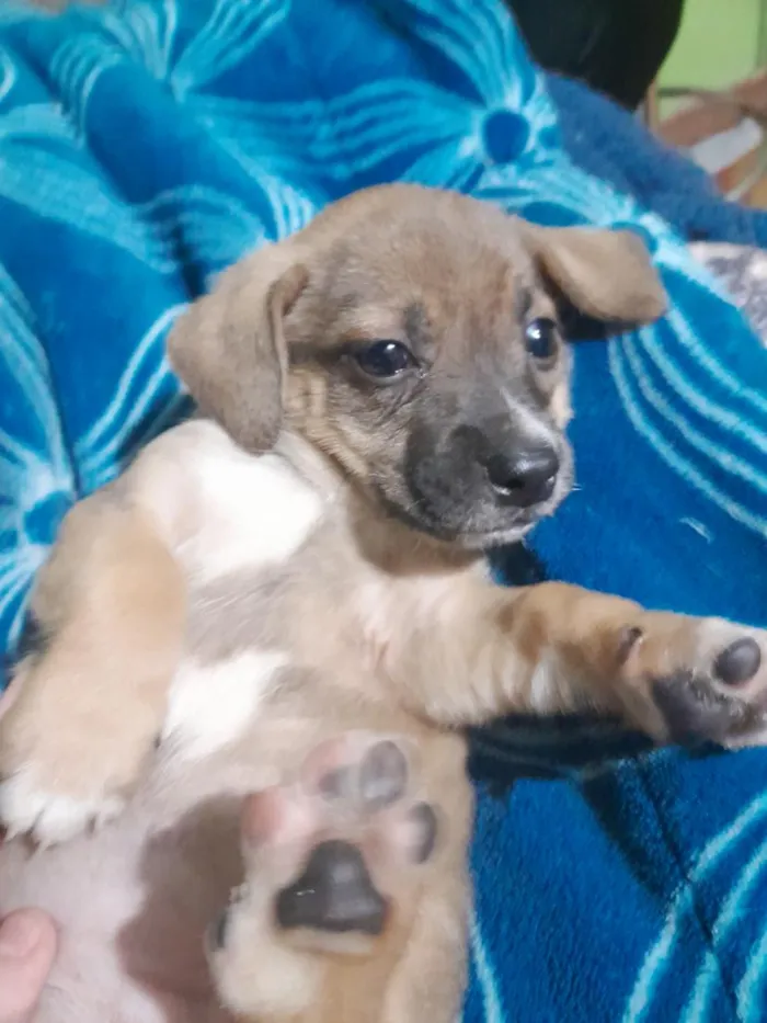 Cachorro raça SRD-ViraLata idade Abaixo de 2 meses nome não tem 