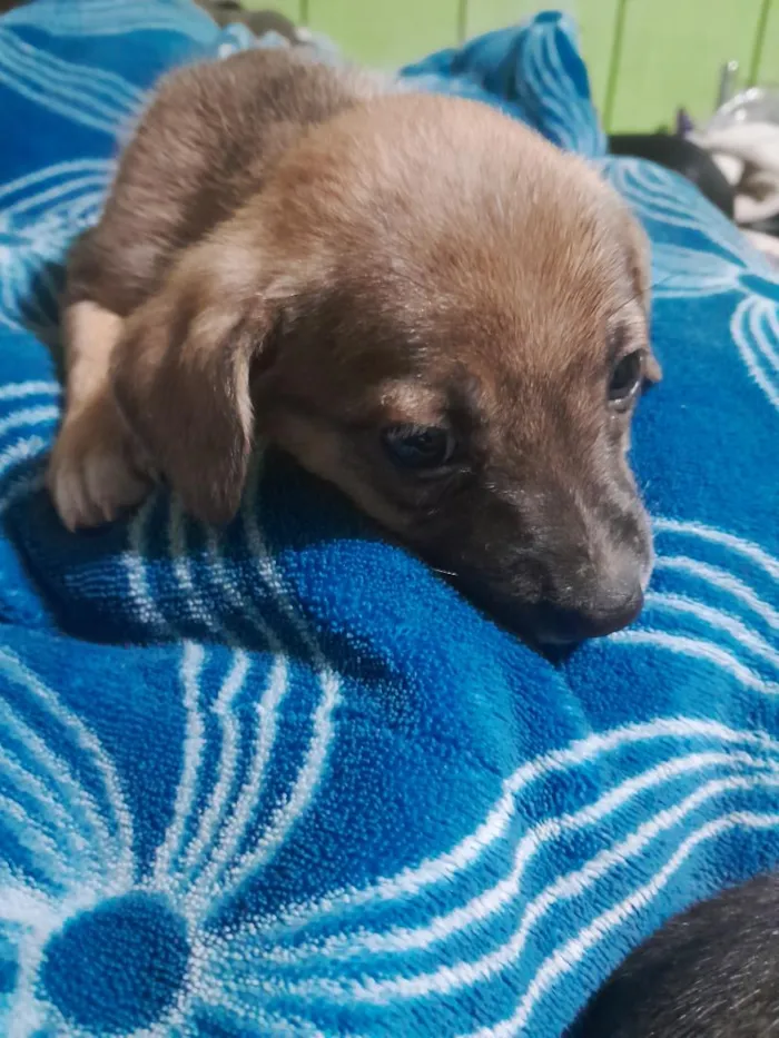 Cachorro raça SRD-ViraLata idade Abaixo de 2 meses nome não tem 