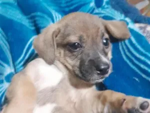 Cachorro raça SRD-ViraLata idade Abaixo de 2 meses nome não tem 