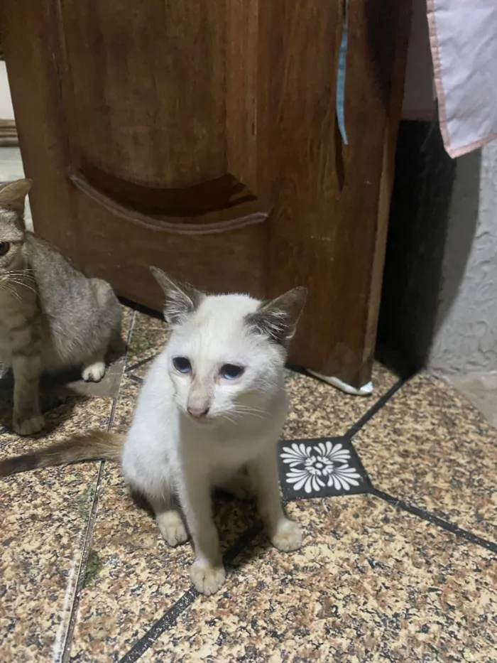 Gato raça SRD-ViraLata idade 2 a 6 meses nome Branquinha 