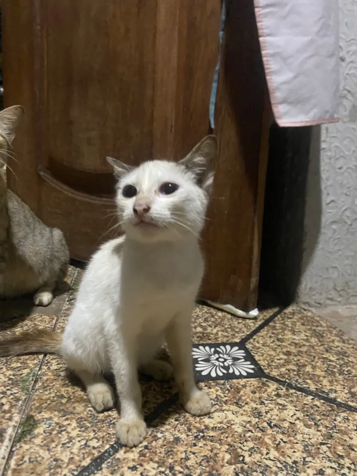 Gato raça SRD-ViraLata idade 2 a 6 meses nome Branquinha 