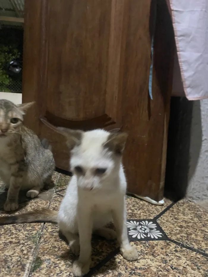 Gato raça SRD-ViraLata idade 2 a 6 meses nome Branquinha 