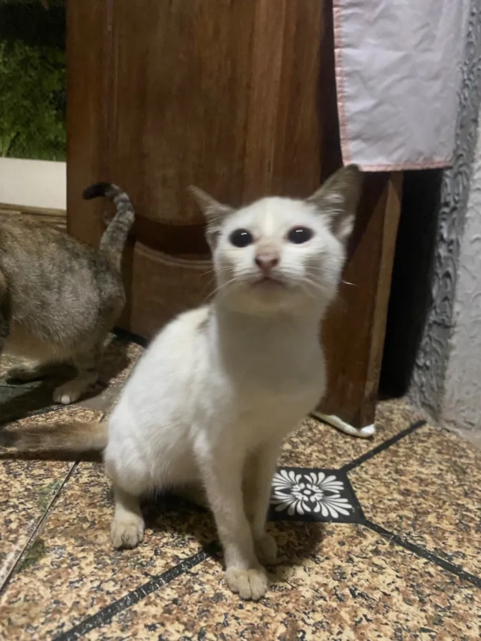 Gato raça SRD-ViraLata idade 2 a 6 meses nome Branquinha 