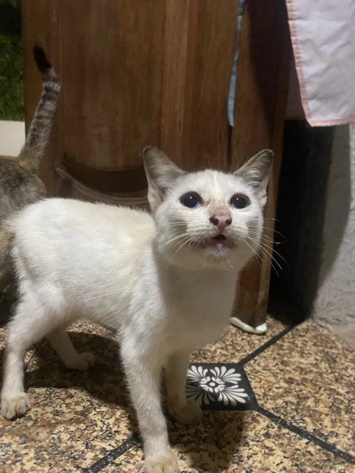 Gato raça SRD-ViraLata idade 2 a 6 meses nome Branquinha 