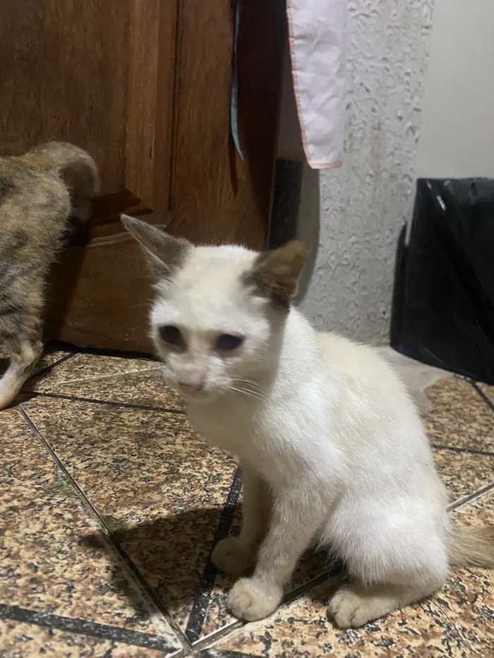 Gato raça SRD-ViraLata idade 2 a 6 meses nome Branquinha 